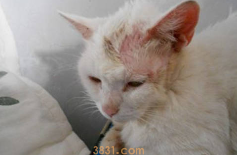 猫一块一块掉毛怎么办?猫猫一块一块地掉毛?(图2)