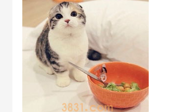 猫挑食越来越瘦怎么办?猫挑食越来越瘦怎么办啊?(图1)