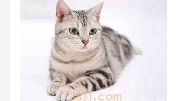 猫挑食越来越瘦怎么办?猫挑食越来越瘦怎么办啊?(图2)