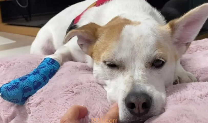 狗髌骨脱位怎么办?(图1)