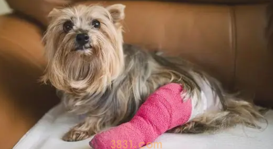 狗髌骨脱位怎么办?(图2)