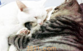 猫咪得了猫瘟怎么办?来了解下吧(图1)