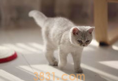 猫咪得了猫瘟怎么办?来了解下吧(图2)