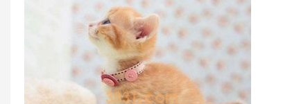 猫跳蚤到人身上怎么办?猫身上的跳蚤怎么除干净?(图2)