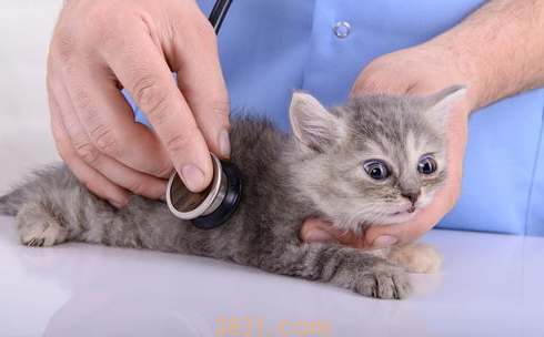 猫吐了怎么办吃什么药?猫吐了黄色黏液或泡沫吃什么药?(图1)