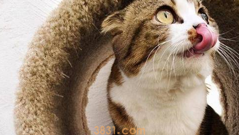 一文告诉你,猫咪肉垫干裂怎么办?(图1)