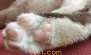 一文告诉你,猫咪肉垫干裂怎么办?(图2)