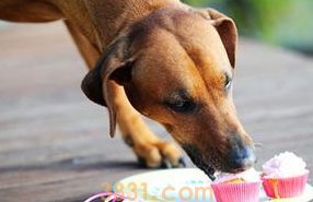 狗狗误食蟑螂药怎么办?宠主看过来(图1)