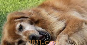 狗狗误食蟑螂药怎么办?宠主看过来(图2)