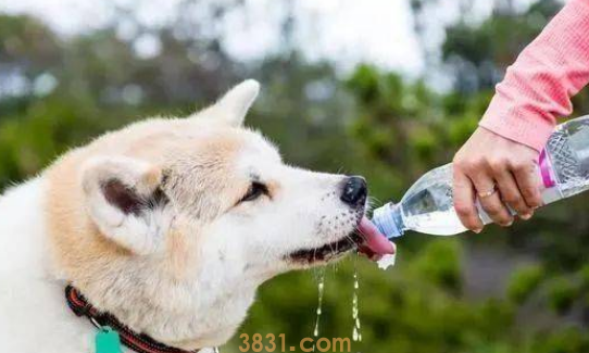 狗狗不喝水怎么办?(图1)