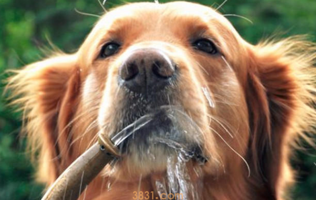 狗狗不喝水怎么办?(图2)