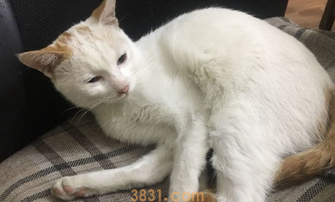 猫咪没有食欲怎么办?怎么解决?(图1)