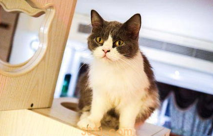 猫咪没有食欲怎么办?怎么解决?(图2)