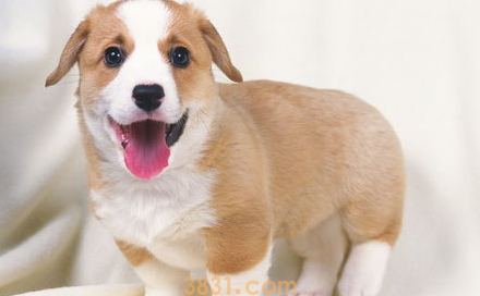 狗舌头发白怎么办?狗舌头发白什么原因?(图1)