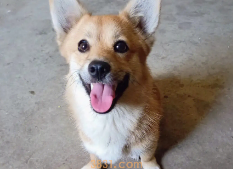 狗舌头发白怎么办?狗舌头发白什么原因?(图2)