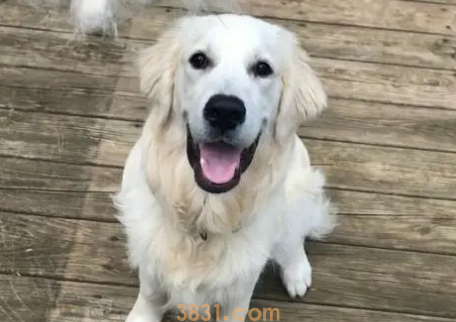 狗脱毛严重怎么办?你知道吗?(图1)