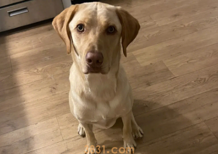 狗脱毛严重怎么办?你知道吗?(图2)