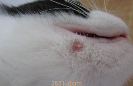 猫咪真菌感染怎么办?怎么解决?(图1)