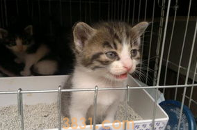 猫咪真菌感染怎么办?怎么解决?(图2)