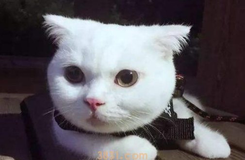 猫咪挑食太瘦怎么办?来看这里~(图1)