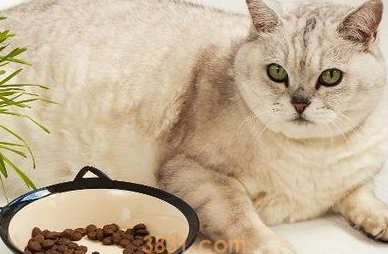 自制猫饭猫不吃怎么办?(图1)