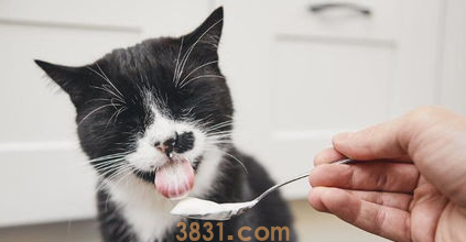 自制猫饭猫不吃怎么办?(图2)