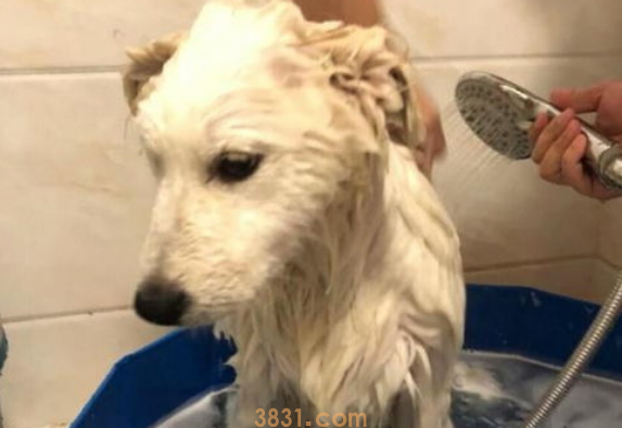 狗狗什么时候洗澡最为合适?(图2)