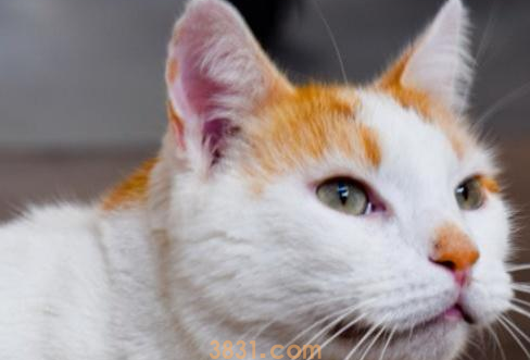 一文详解:猫有口腔炎症怎么办?(图1)