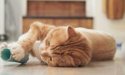 一文详解:猫有口腔炎症怎么办?(图2)