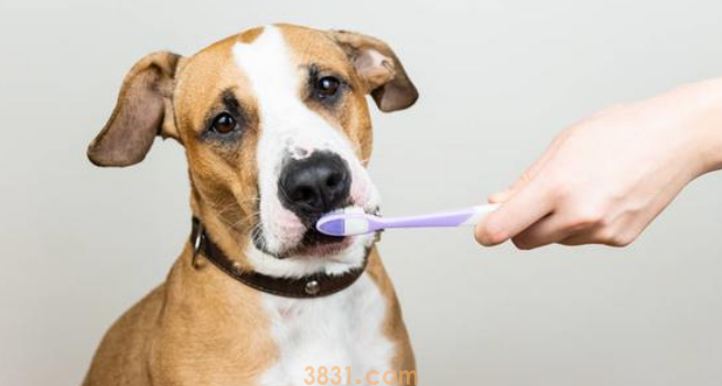 如何给狗狗刷牙?(图1)