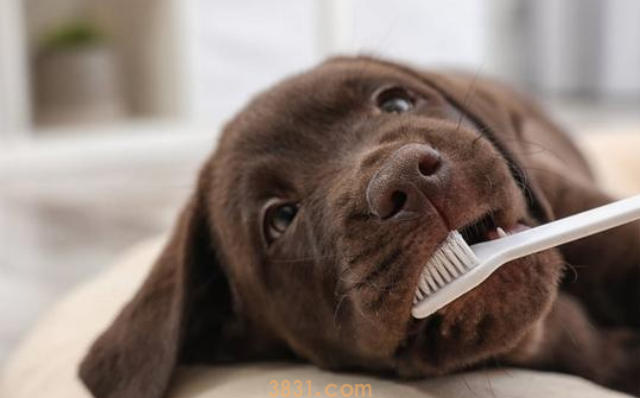 如何给狗狗刷牙?(图2)