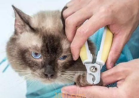 猫指甲劈了怎么办?来了解下吧(图1)