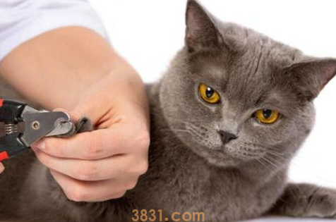 猫指甲劈了怎么办?来了解下吧(图2)