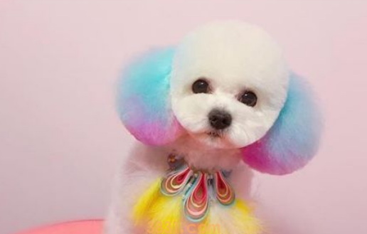 宠物狗染色的注意事项!(图1)