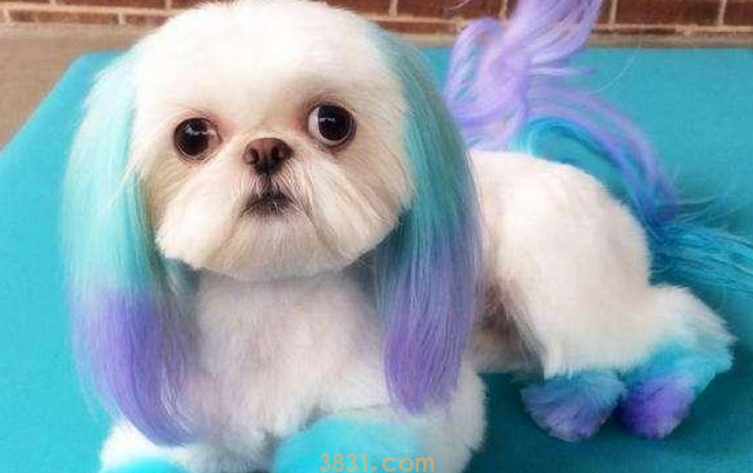 宠物狗染色的注意事项!(图2)