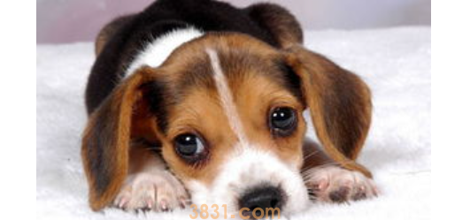 科普:狗狗贫血怎么办?(图1)