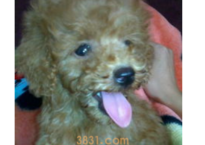 科普:狗狗贫血怎么办?(图2)