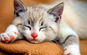 小猫洗澡感冒了怎么办?(图1)