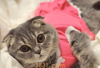 小猫洗澡感冒了怎么办?(图2)