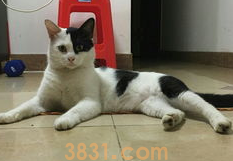 惹猫咪生气了怎么办?来看看吧(图1)