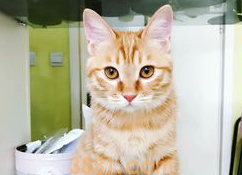 惹猫咪生气了怎么办?来看看吧(图2)