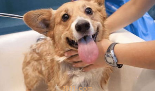 狗狗冬季洗澡美容实用指南!(图1)