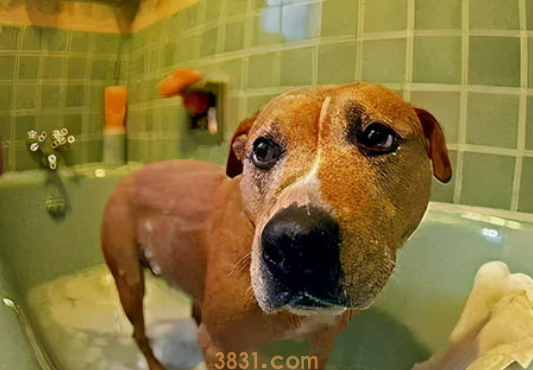 狗狗冬季洗澡美容实用指南!(图2)