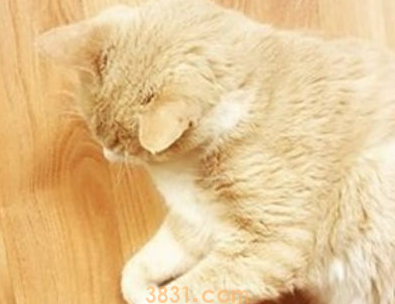 踩到猫咪的脚怎么办?(图1)