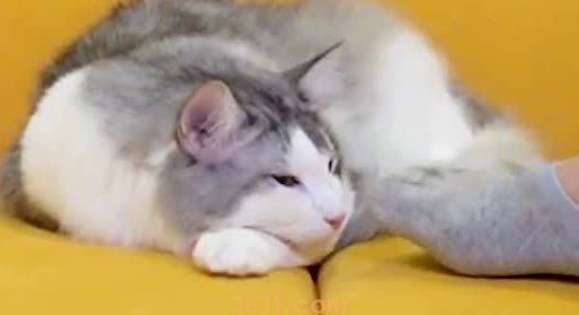 踩到猫咪的脚怎么办?(图2)