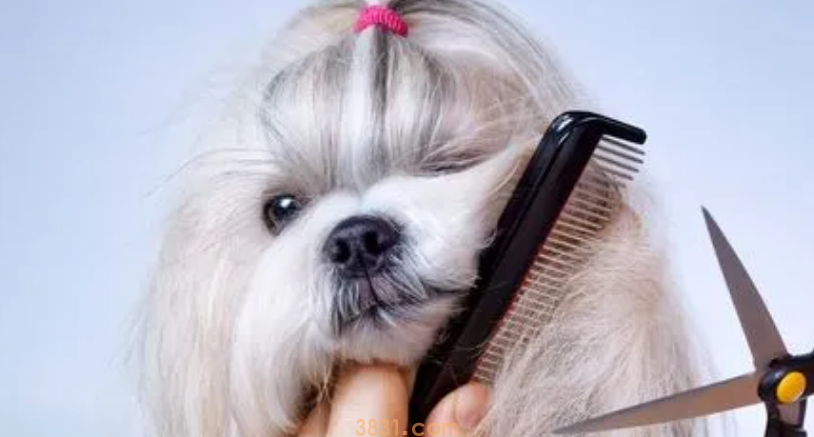 清理狗毛工具介绍!(图1)