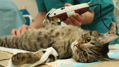 绝育猫咪乱尿怎么办?(图1)