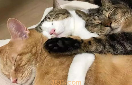 绝育猫咪乱尿怎么办?(图2)