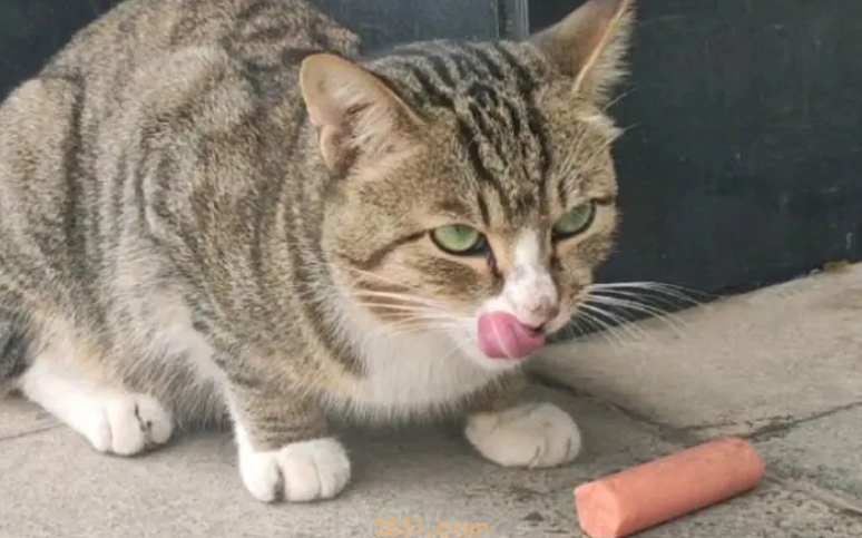猫吃了火腿肠怎么办?(图1)