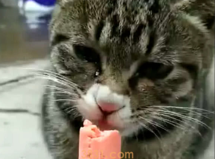 猫吃了火腿肠怎么办?(图2)